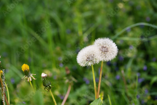 Fluffy dandelions with umbrellas in a forest glade