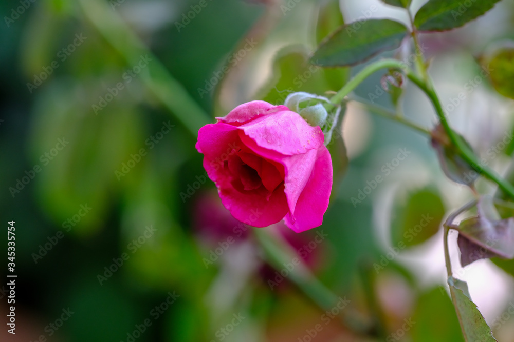 pink rose in the garden with bokeh pink rose in the garden with bokeh