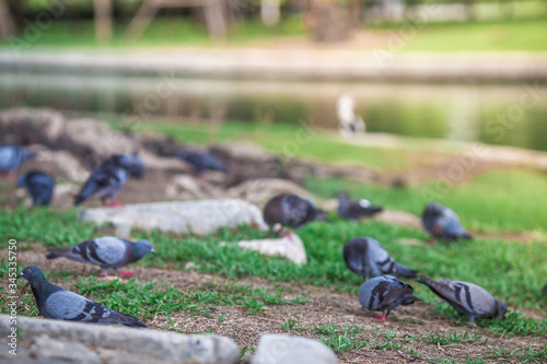 The background of pigeons foraging under large trees, with motion blur according to animal instincts.