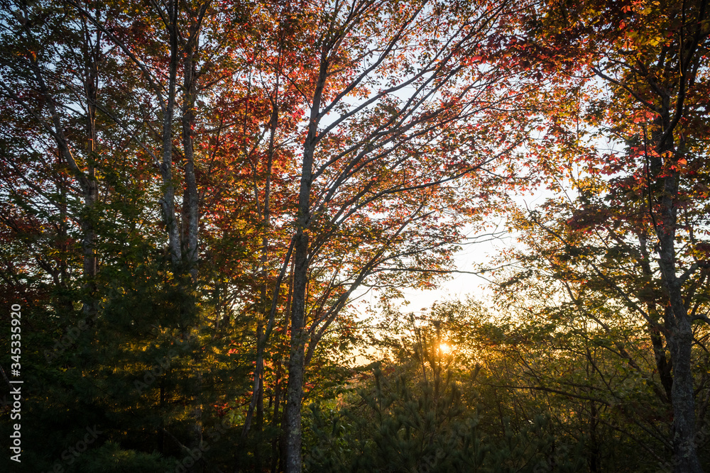 Sunset in the Woods