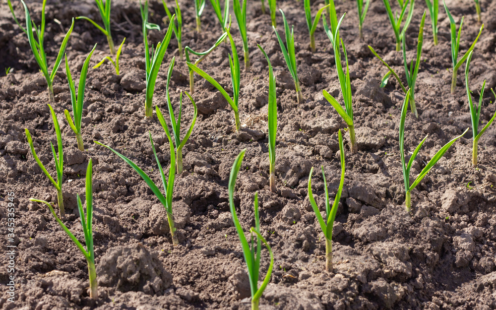 Winter garlic. Young garlic sprouts on the beds in the spring. Winter garlic. Young garlic sprouts on the beds in the spring.