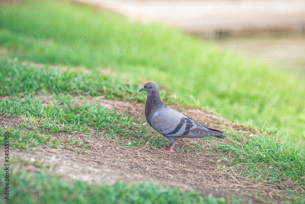 Fototapeta premium The background of pigeons foraging under large trees, with motion blur according to animal instincts.