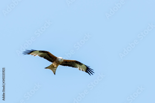 Red Kite Soaring Over the Sky © Ian