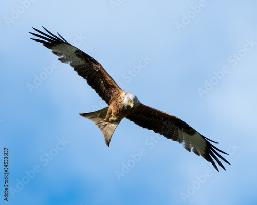 Red Kite Soaring Over the Sky