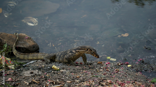 monitor lizard