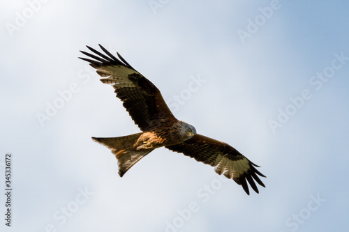 Red Kite Soaring Over the Sky © Ian