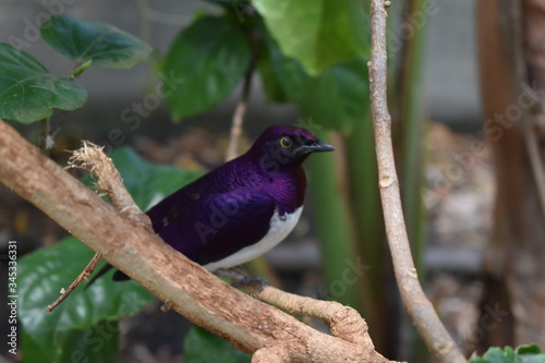 Purple Bird on tree branch