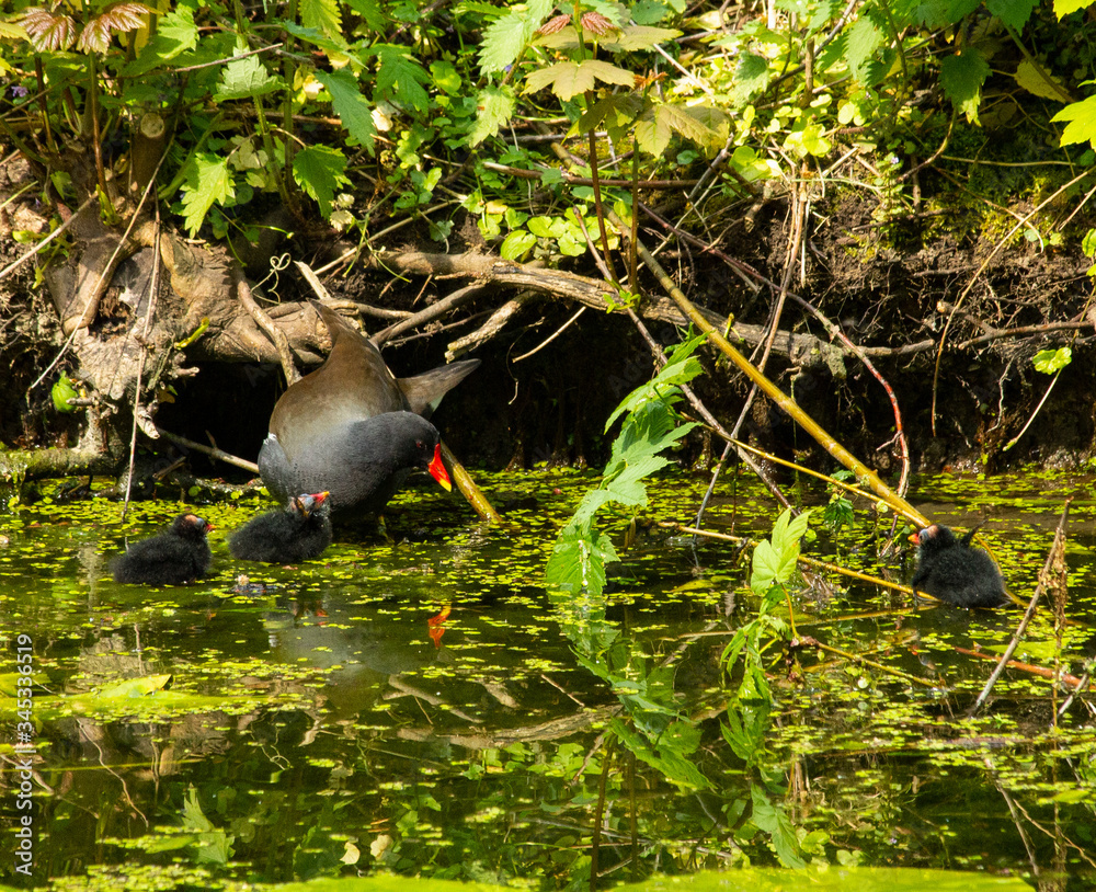 Naklejka premium Common gallinule with chicks II