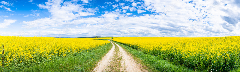 Raps Feld in Bayern / Deutschland -Rape Field in Bavaria / Germany 