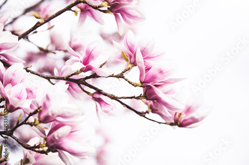 Magnolia tree blossom white and pink colored. on white isolated background.