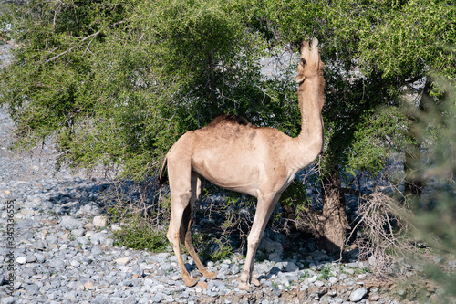 Camel feeding from acatia tree in Wadi Mistal, Oman