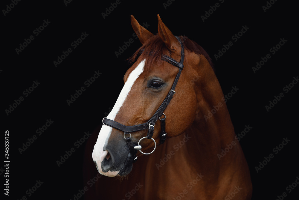 Fototapeta premium portrait of stunning dressage chestnut budyonny gelding horse in bridle isolated on black background