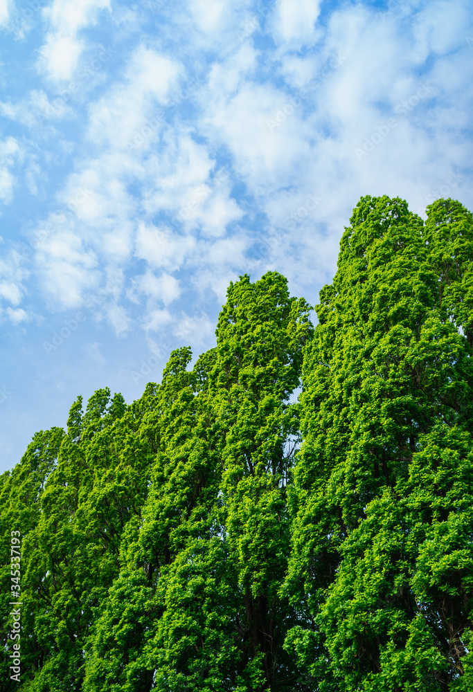 Obraz premium Hohe grüne Bäume mit blauem Himmel und Wolken, Hintergrundbild
