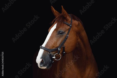 Fotografija portrait of stunning dressage chestnut budyonny gelding horse in bridle isolated