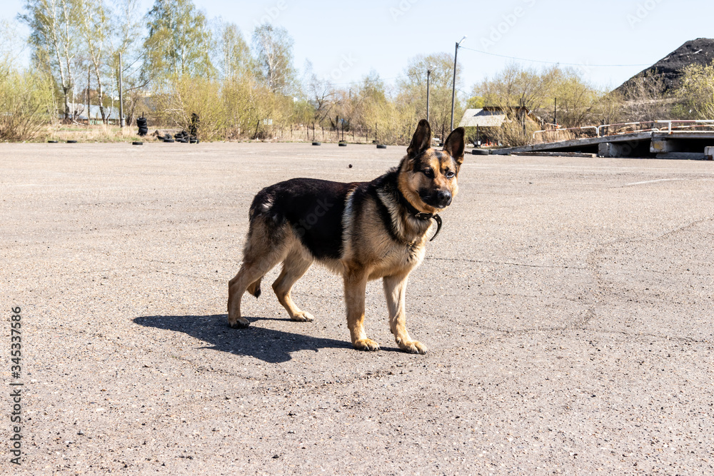 police dog. German shepherd training
police dog. German shepherd training