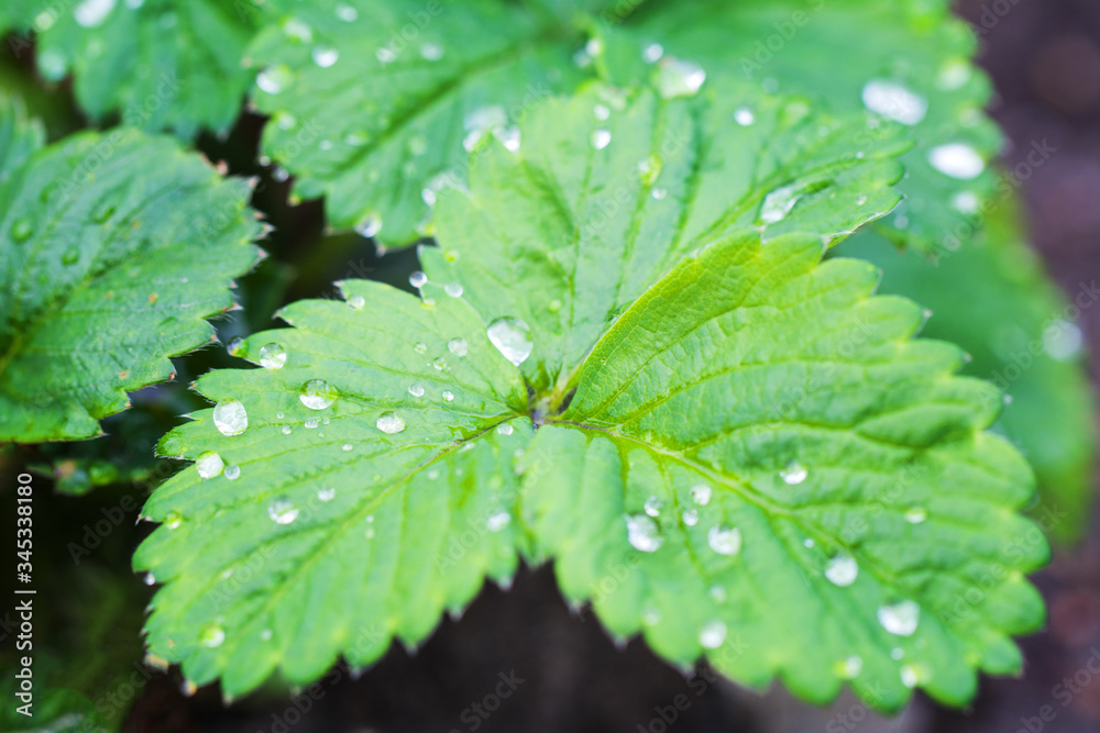 Green Strawberry leaves after the rain. Clear Dew drops on the leaves. Wet leaves in Summer morning background. Selective focus. Green Strawberry leaves after the rain. Clear Dew drops on the leaves. Wet leaves in Summer morning background. Selective focus.