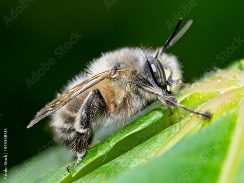 Bee apis mellifica photo