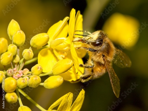 common bee collects pollen from flowers in a meadow © marchesini62