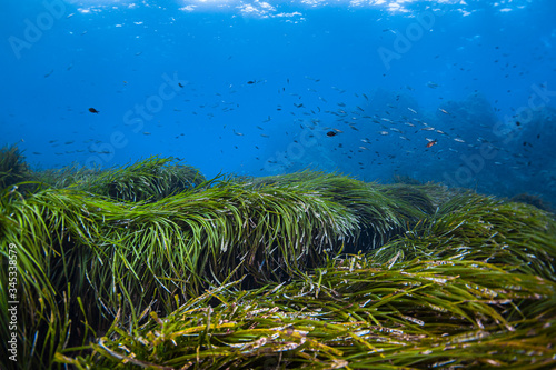 Seagrass-Posidonie (Posidonia oceanica) of Mediterranean sea. © Vincent Pommeyrol