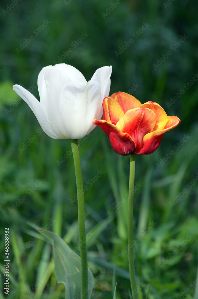 Fresh tulip in garden.Spring blurred background