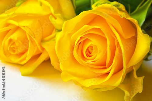 yellow rose. beautiful bright flower.