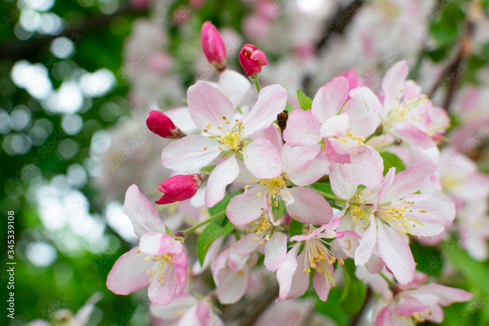 Fototapeta premium Beautiful Apple Tree Flowers in Spring Garden