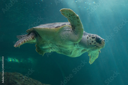 tortuga marina © javi