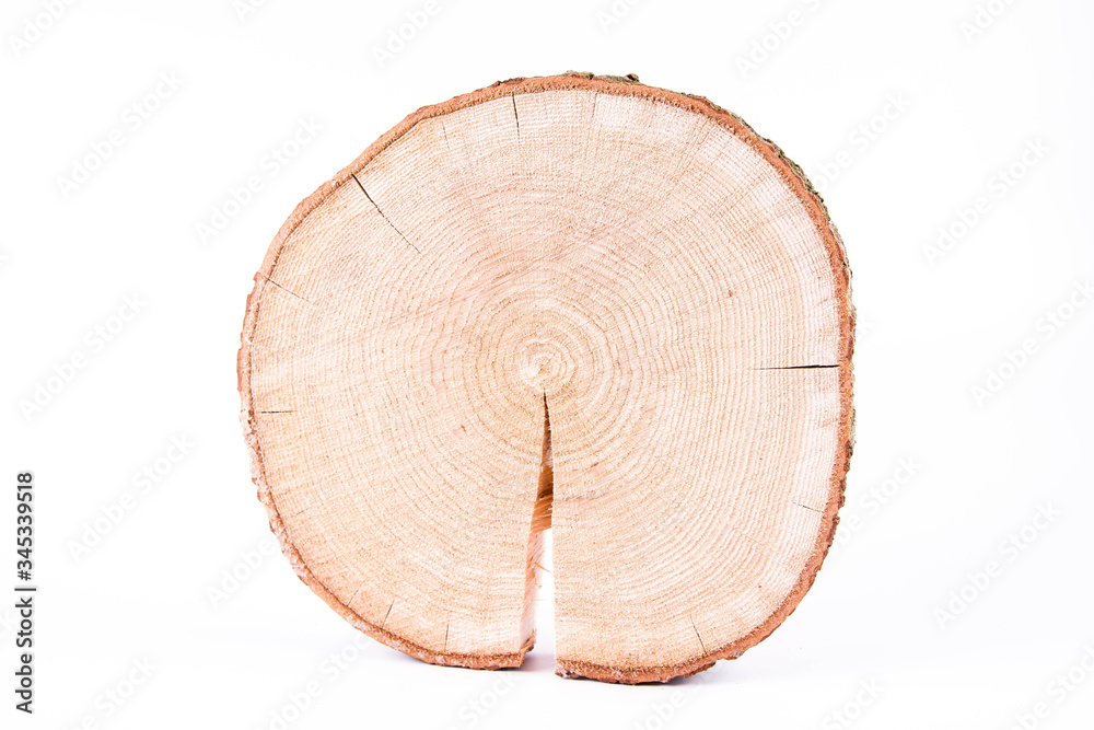 Slice of fresh oak wood on a white background	
