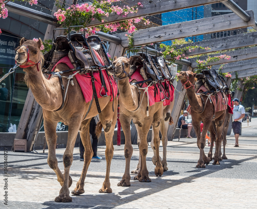 Naklejka premium Perth, WA / Australia - 02/17/2018 Camel rides in the centre of Perth WA