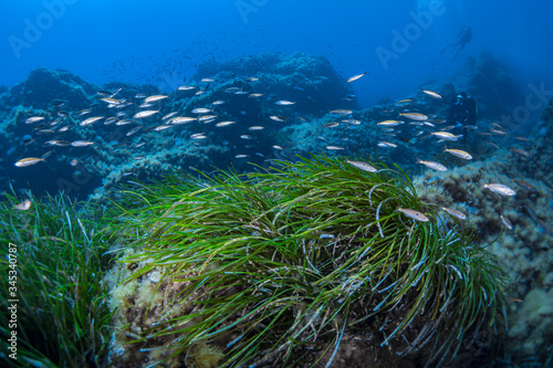 Seagrass-Posidonie (Posidonia oceanica) of Mediterranean sea. photo