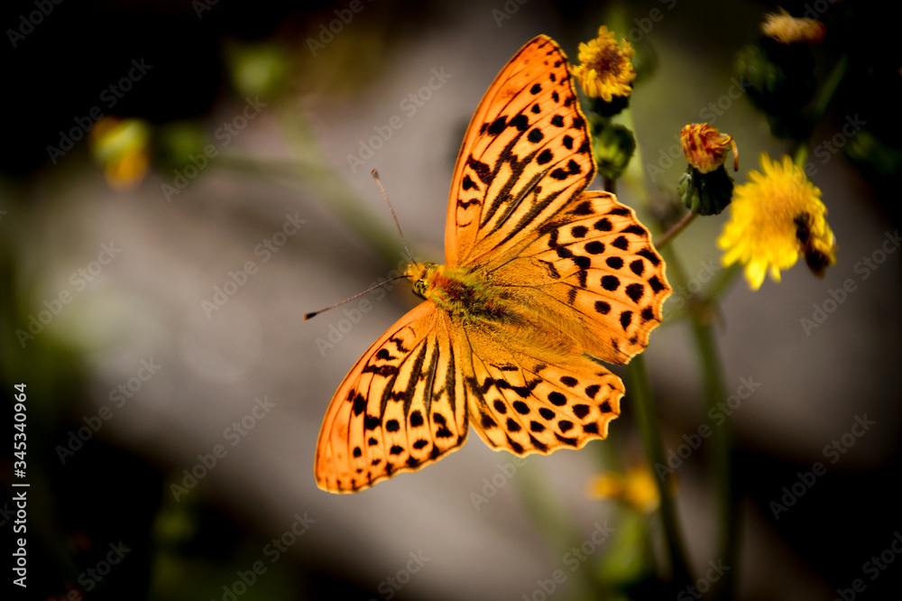 Obraz premium Strahlender Schmetterling vor Blumen