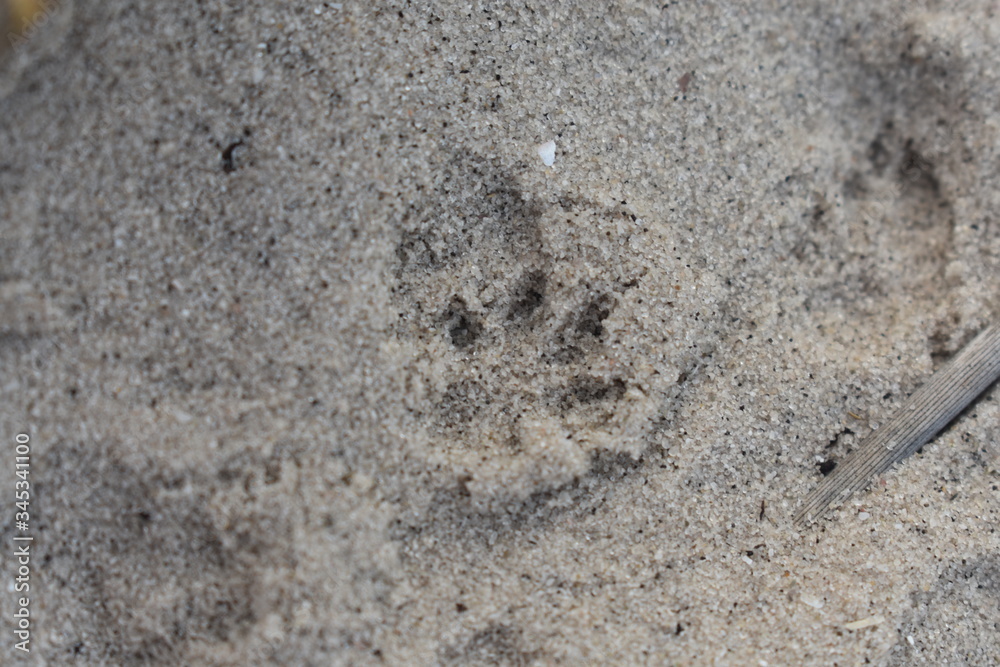 Small footprint in the sand Small footprint in the sand