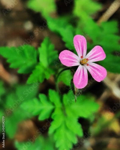 pink and white flower