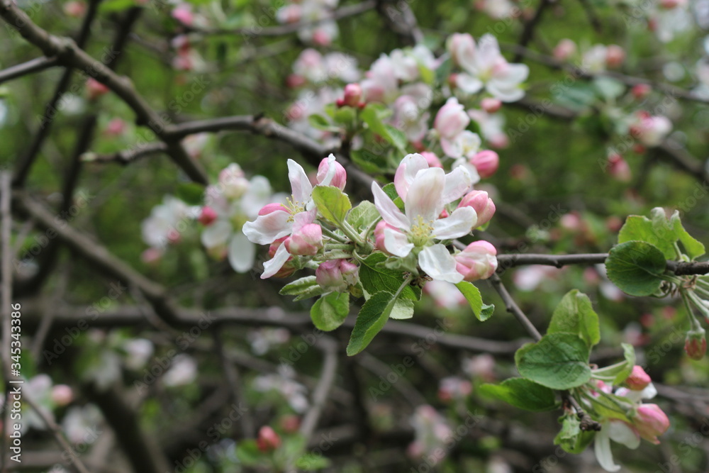 Pink flowers blossomed on an apple tree in spring
Pink flowers blossomed on an apple tree in spring