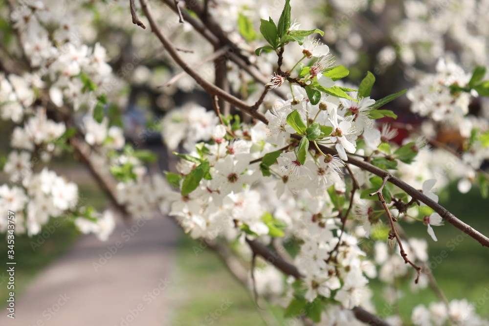 Obraz premium blooming cherry-tree in spring
