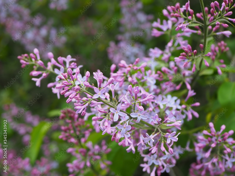 Close up of lavender flowers, natural and real photo