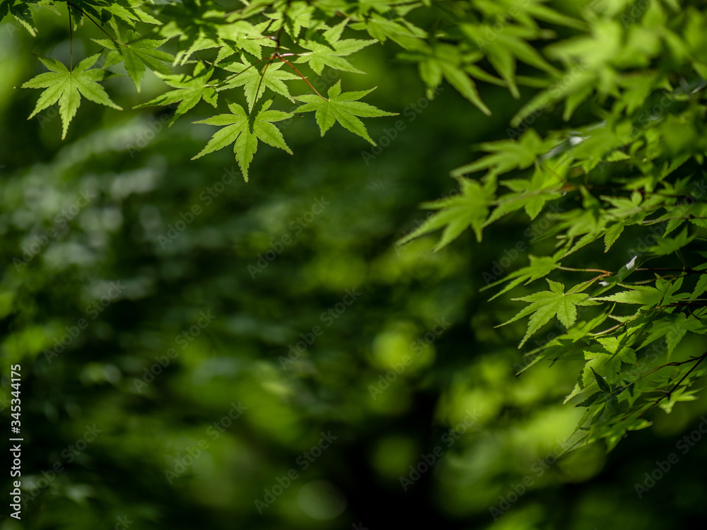 新緑 カエデの葉 5月 新緑 カエデの葉 5月