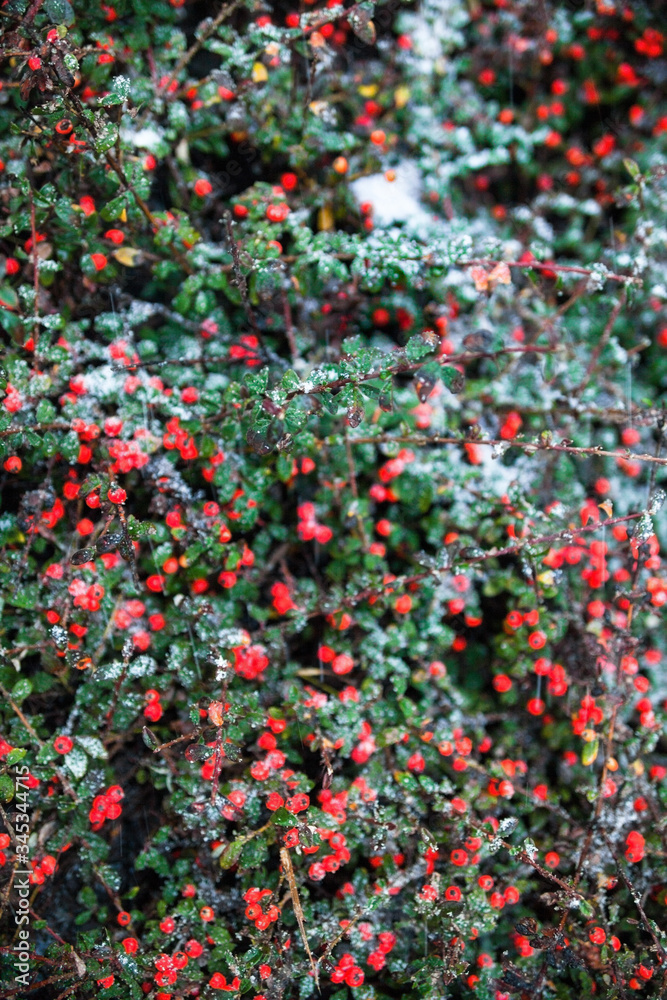 Red cotoneaster berries on the shrubs