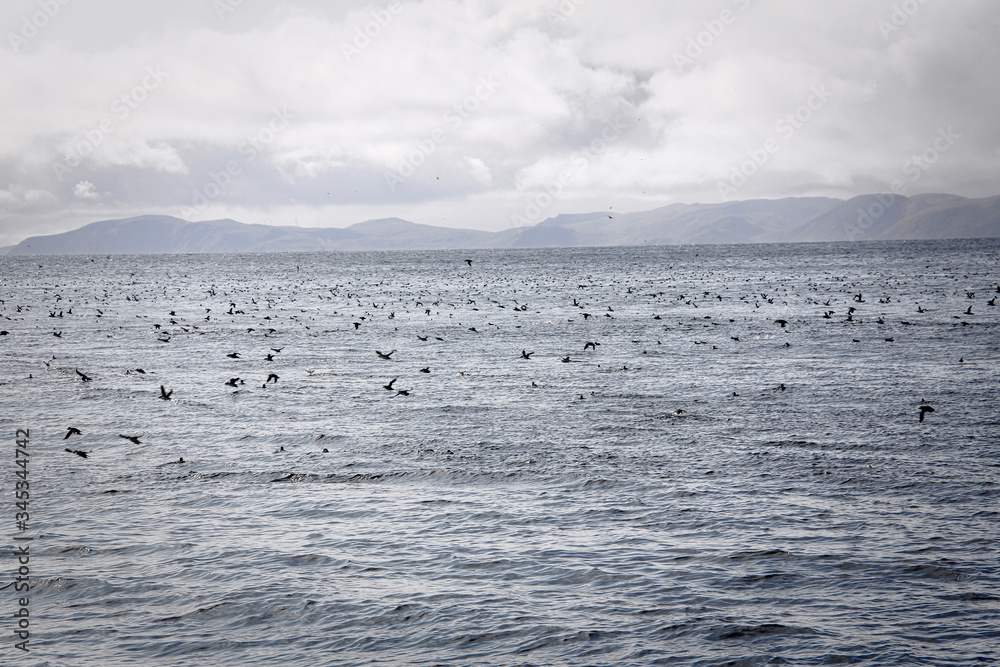 Sea of puffins