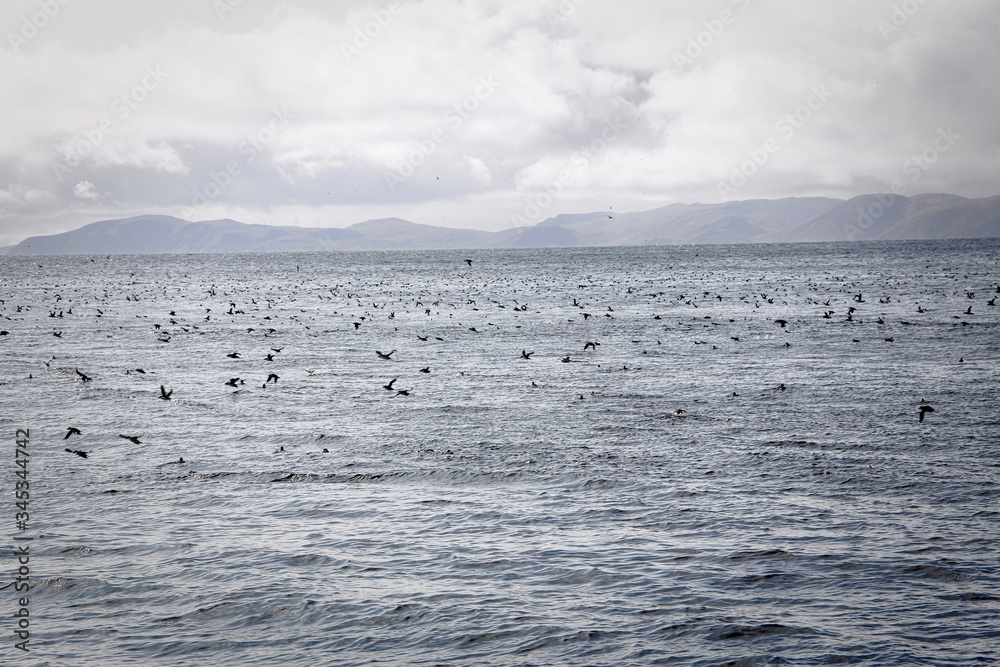 Sea of puffins Sea of puffins