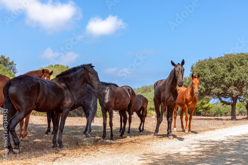 Group of beautiful horses (Menorquin horse) relax in the shade of the trees. Menorca (Balearic Islands), Spain © Artem