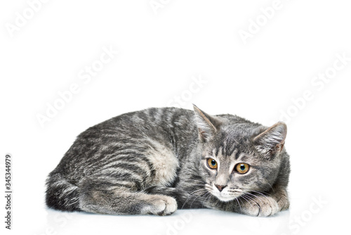 Canvas Print Grey smoky kitten on a white background