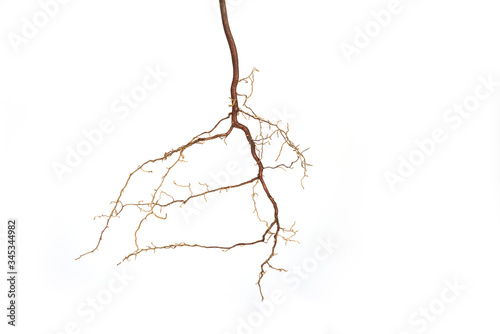 Fotobehang Roots of a plant on a white background
