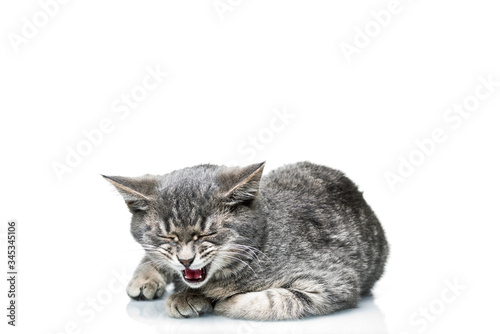 Grey smoky kitten on a white background. Pet on a white background. photo