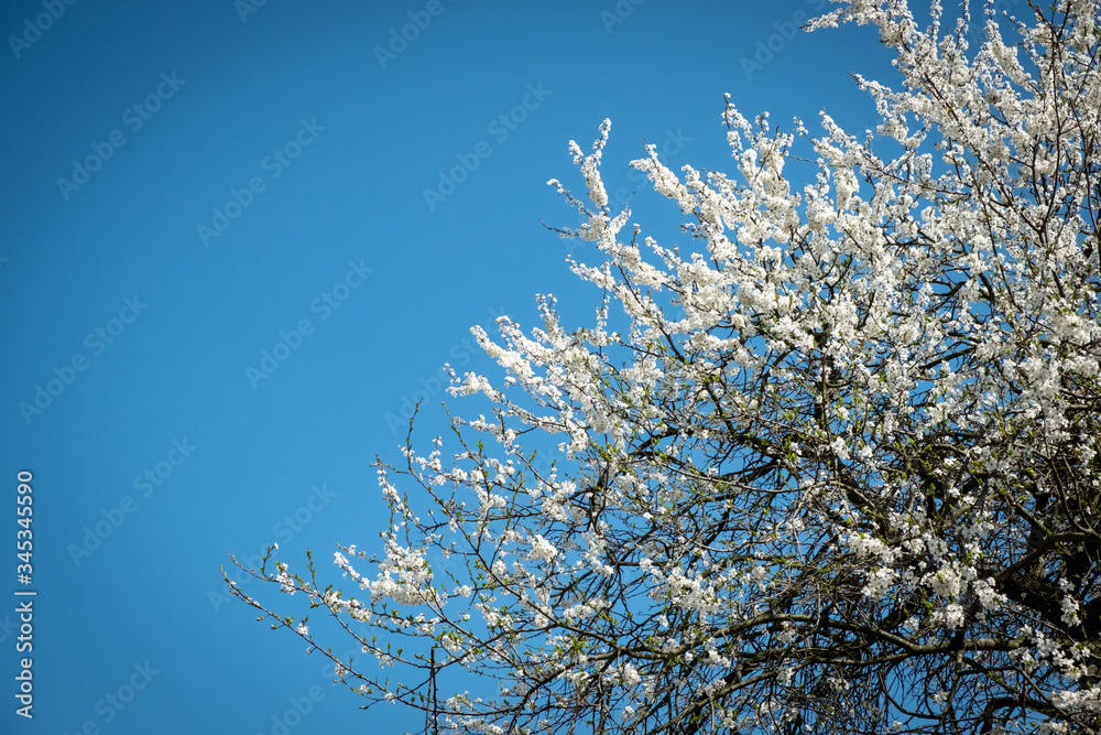 blossoming tree branches against blue sky