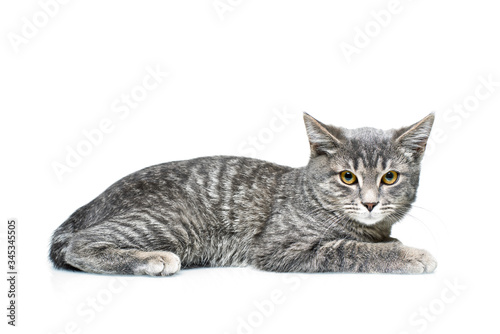 Grey smoky kitten on a white background. Pet on a white background.