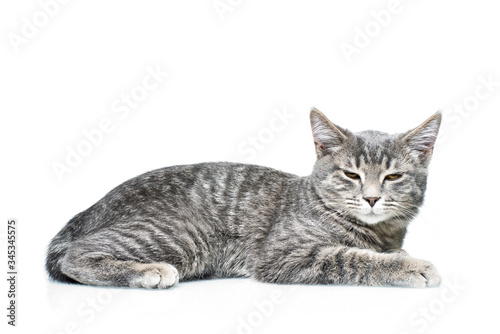 Grey smoky kitten on a white background. Pet on a white background.