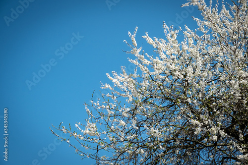 blossoming tree branches against blue sky