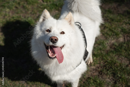 Samoyed looking up with mouth open and tongue to the side © Photography by Adri