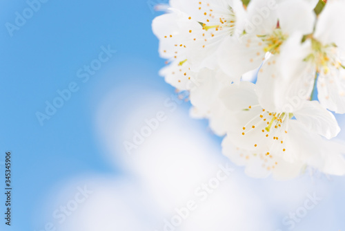 Nahaufnahme weißer Kirschblüten mit blauem himmel im Hintergrund